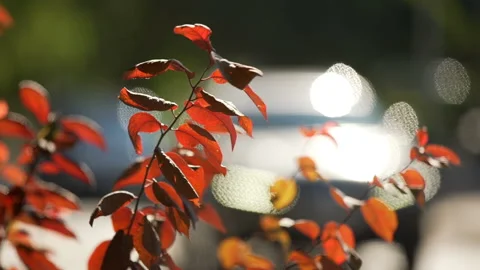 Bright sun glare reflected from the surface of passing cars through tree branch Stock Footage 119494513