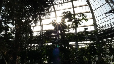 Bright Sun Glowing Through Glass Green House with Vegetation Zoom Stock Footage 80245205