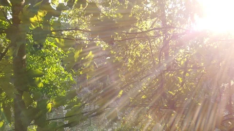 Bright sun. Grape vine. Flare. The sun sparkles in the leaves - 2. 스톡 동영상 116897063