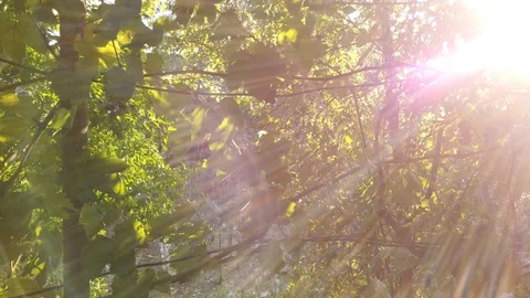 Bright sun. Grape vine. Flare. The sun sparkles in the leaves. Vídeos de archivo 116897140