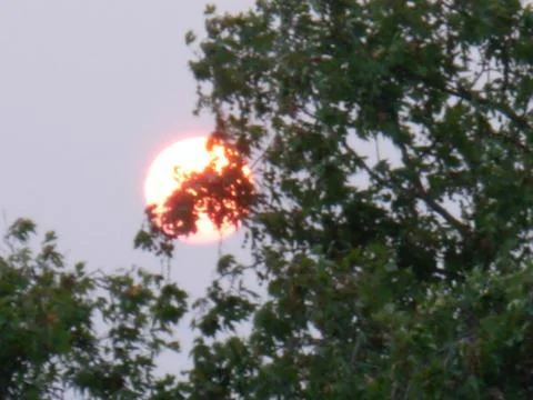Bright Sun hiding behind trees Stock Photos