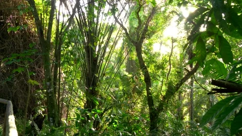 Bright sun light inside Tropical forest. Trees and deep jungle vegetation Stock Footage 143946302