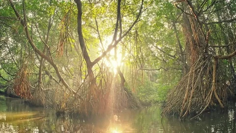 Bright sun light in Mangrove forest. Sunshine rays and beams shine and flicker Stock Footage 73358447