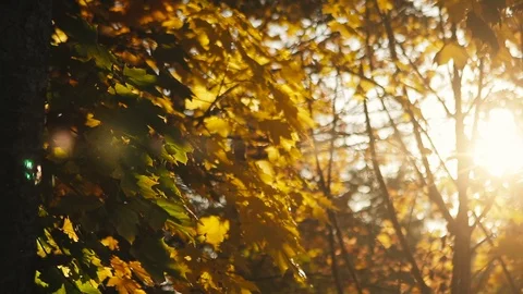 Bright sun light peaking through beautiful autumn fall coloured leaves Vídeo Stock 96755610