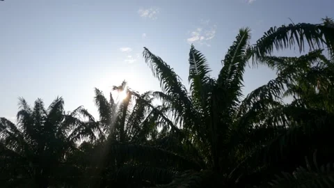 Bright sun light ray flare n sunbeam over silhouette palm tree leaf Stock Footage 148543851