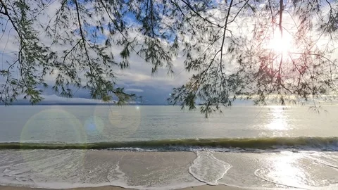 Bright sun light ray n bokeh lens flare with pine tree at summer beach Stock Footage 172306534