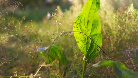 Bright sun light ray n morning sunlight shining on swaying reeds or wild gr.. Stock Footage 248603056