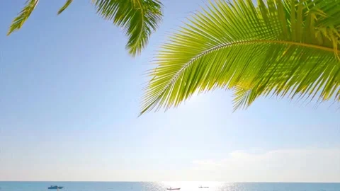Bright sun light ray shining trough palm leaf over sea water n ocean wave Stock Footage 160143797