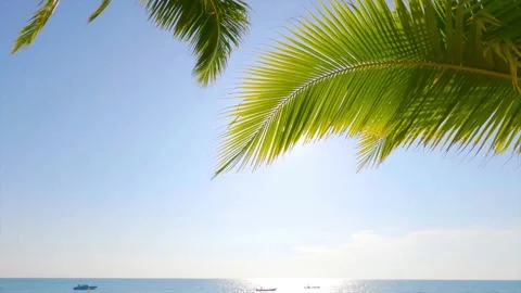 Bright sun light ray shining trough summer palm leaf over ocean beach Stock Footage 160143810