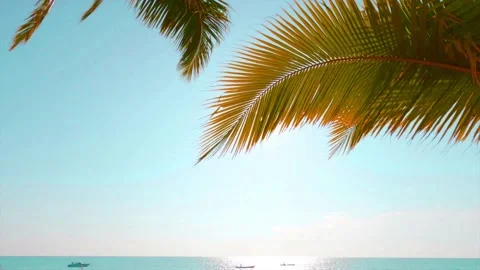 Bright sun light ray shining trough autumn palm leaf on sea water Stock Footage 160143873