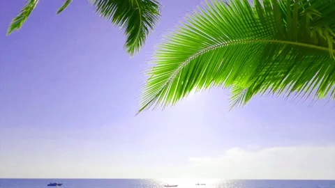 Bright sun light ray shining trough green palm leaf on blue sky Stock Footage 160143880