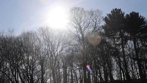 Bright sun light / sun spot next to trees Stock Footage 86289093