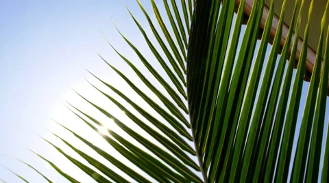 Bright Sun Light Through Exotic Foliage of Palm Leaf. Stock Footage 40714055