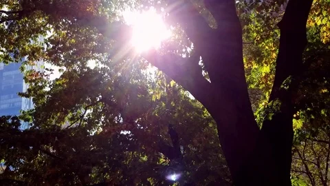 Bright Sun in the Middle of the Forest of Chapultepec.K4 Stock Footage 77285246
