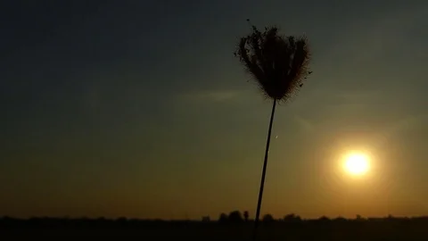 The bright sun in the morning. Stock Footage 83915538