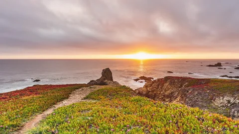 Bright Sun Ocean Timelapse with Ice Plants in Foreground Stock Footage 217990610