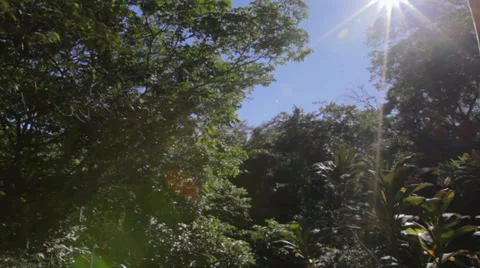 Bright Sun over the Trees 스톡 동영상 27501893