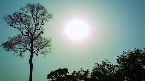 Bright sun over a tropical forest 库存影片 40498675