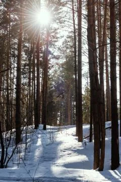 Bright sun over winter pine forest Stock Photos