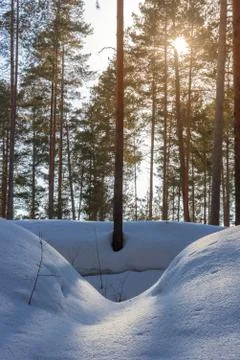 Bright sun over winter pine forest Stock Photos