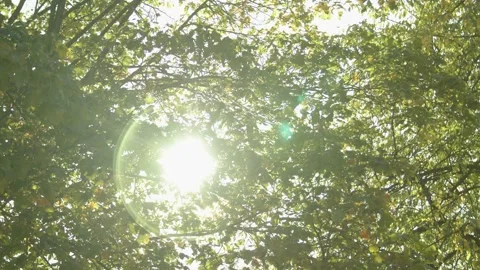 Bright Sun peeking through Trees / Nature / Lense Flare  Видео 132866618