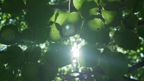 Bright sun ray illuminating through green poplar tree leaves at hot summer day. Stock Footage 155883762