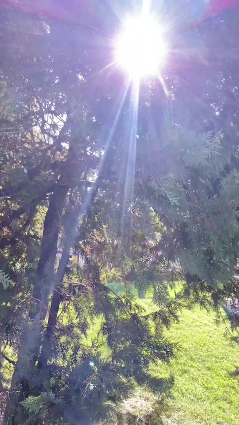A bright sun ray through the branches of a cypress. Amazingly beautiful nature. Stock-Footage 237476052