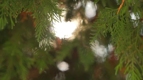 Bright sun ray through evergreen leaves on cedar tree branches, close-up Stock-Footage 88359789