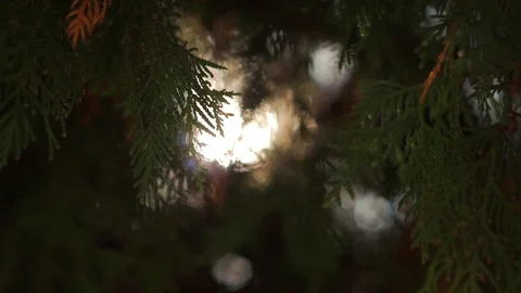 Bright sun ray through evergreen leaves on cedar tree branches, close-up Stock-Footage 88359790