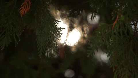 Bright sun ray through evergreen leaves on cedar tree branches, close-up Vídeo Stock 88359804