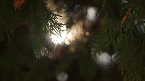 Bright sun ray through evergreen leaves on cedar tree branches, close-up Stock-Footage 88359818