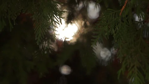 Bright sun ray through evergreen leaves on cedar tree branches, close-up Stock-Footage 88359819