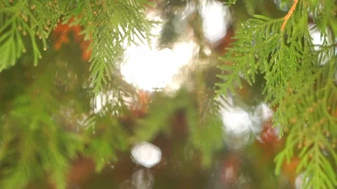 Bright sun ray through evergreen leaves on cedar tree branches, close-up Stock-Footage 88359836
