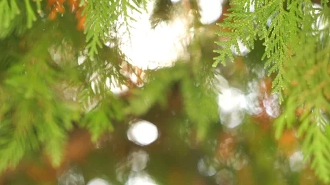 Bright sun ray through evergreen leaves on cedar tree branches, close-up Stock-Footage 88359846
