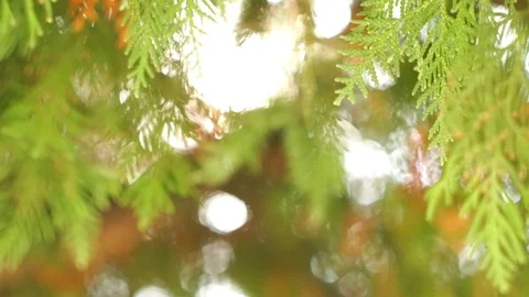 Bright sun ray through evergreen leaves on cedar tree branches, close-up Stock-Footage 88359868
