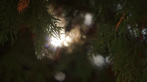 Bright sun ray through evergreen leaves on cedar tree branches, close-up 스톡 동영상 88359875