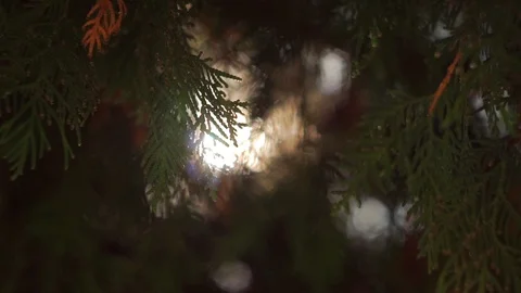 Bright sun ray through evergreen leaves on cedar tree branches, close-up Stock-Footage 88359877