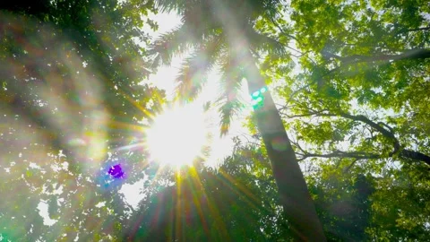 Bright sun rays and colorful lens flare shining through green tree leaves a.. Stock Footage 342024478