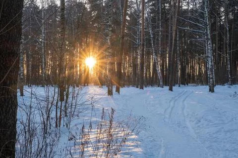 Bright sun rays on the background of a dense forest on a winter evening. Stock Photos
