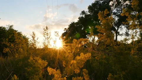 Bright sun rays. Beautiful sunset in the field with grass. Camera in motion Stock-Footage 119786519
