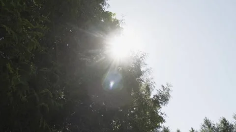 Bright sun rays break through tree branches, camera movement 库存影片 306147734