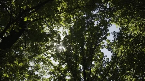 Bright sun rays break through tree branches, camera movement 库存影片 306147754