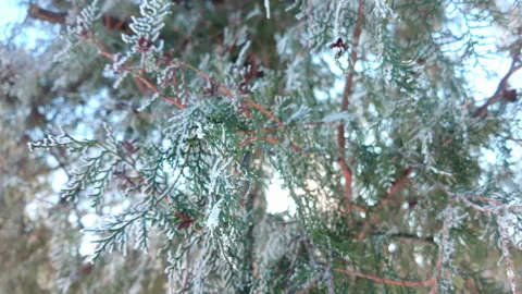 Bright sun rays break through thick foliage of thuja covered in hoarfrost, 動画素材 330035920