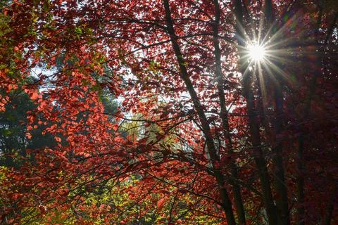 Bright sun rays break through red leaves of aspen in the forest in autumn Foto stock