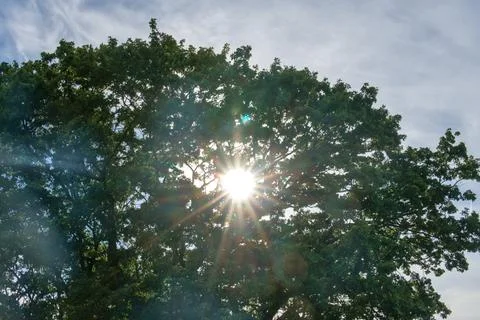 Bright Sun Rays Bursting Through Full Green Tree Canopy Stock Photos