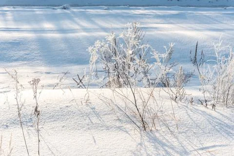 Bright sun rays fall on dry wild grass covered with frost Stock Photos
