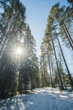 Bright sun rays falling through the trees in the forest Stock Photos