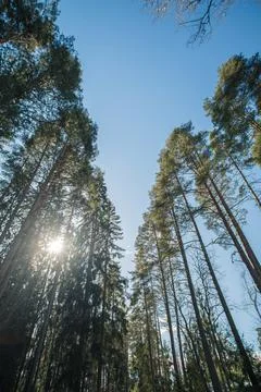 Bright sun rays falling through the trees in the forest Stock Photos