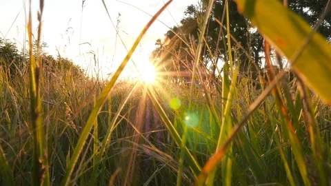 Bright sun rays. Field with grass and trees. Beautiful nature. Camera in motion Stock Footage 119784749