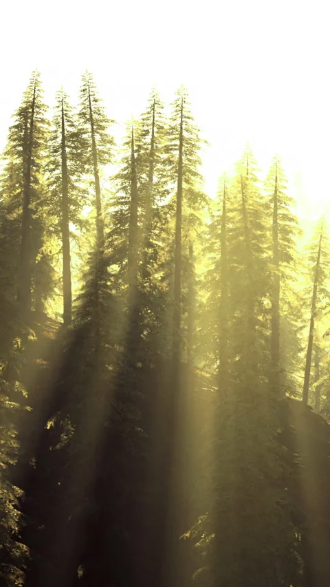 Bright sun rays filtering through tall trees in a serene forest landscape Video stock 318158315